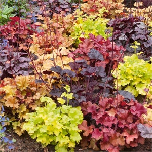 Mixed Heuchera in 3.5 inch pots, you choose amount We send out whatever is the prettiest at the time of order. image 1