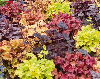 Mixed Heuchera in 3.5 inch pots, you choose amount! We send out whatever is the prettiest at the time of order.