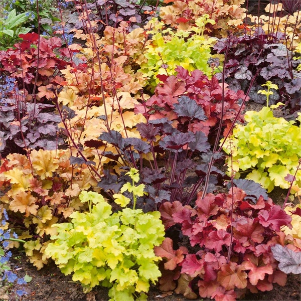 Mixed Heuchera in 3.5 inch pots, you choose amount! We send out whatever is the prettiest at the time of order.