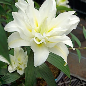 May include: A white lily flower with green leaves. The lily has a large, white bloom with yellow accents. The flower is in a pot with brown soil.