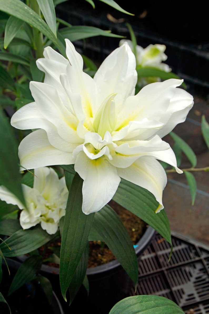 May include: A white lily flower with green leaves. The lily has a large, white bloom with yellow accents. The flower is in a pot with brown soil.