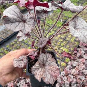 Plum Pudding Heuchera/ Coral Bells in 4 Inch PotGreat for Spring planting image 2