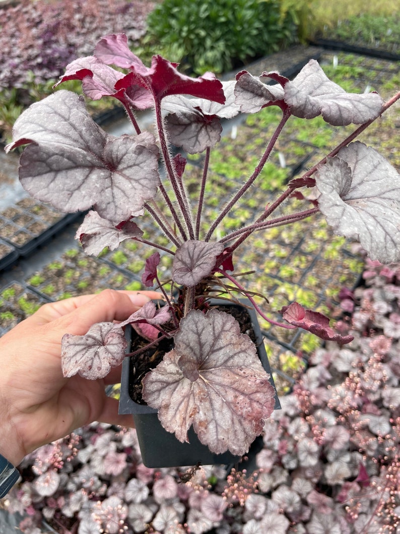 Plum Pudding Heuchera/ Coral Bells in 4 Inch PotGreat for Spring planting image 2