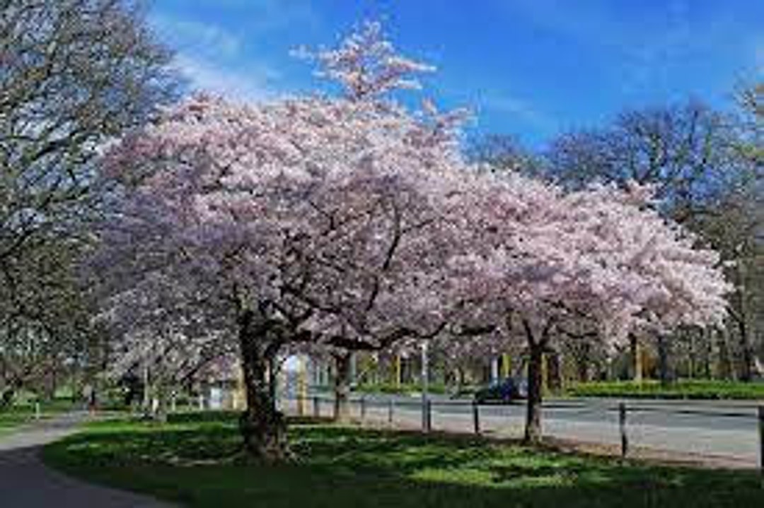 Yoshino Flowering Cherry Tree 612 in Height 3 Potted Hardy in Zones 5