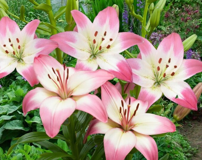 Perennial Flowers for Zone 6 Etsy