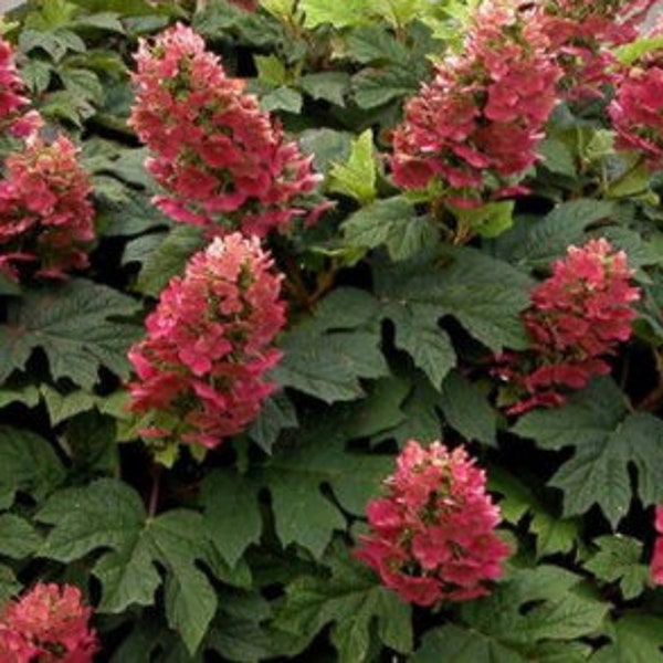 Hydrangea Ruby Slipper Oak leaf Hydrangea in a 3.5" Pot--Stunning Blooms!!