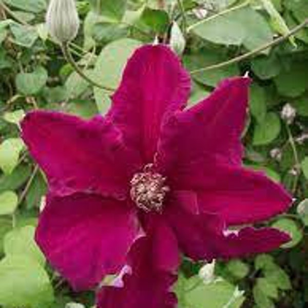 Clematis 'Earnest Markham' in a 4" pot-- You Choose Amount!!!