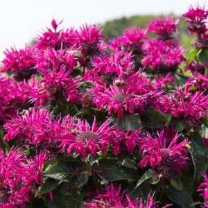 Bee Balm 'Bee True' Monarda Plants in Separate 4 inch containers- Daylily Nursery…one plant per pot, you choose amount!