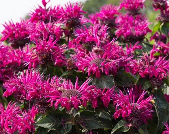 Bee Balm 'Bee True' Monarda Plants in Separate 4 inch containers- Daylily Nursery…one plant per pot, you choose amount!