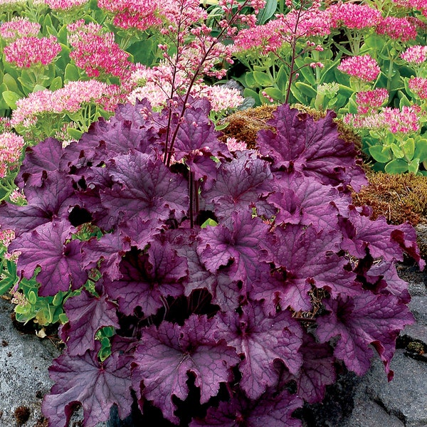 3 GRAND Amethyst Heuchera in 3 inch  Size Plugs/Coral Bells---Plugs removed from tray, and stretch wrapped for transit