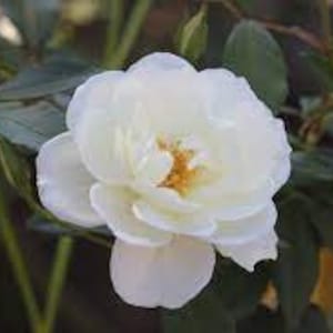 May include: A single white rose with a yellow center, in full bloom, with green leaves in the background.