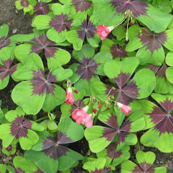 Iron Cross Shamrock Bulbs - Easy Houseplant - Oxalis Deppei ---The Good Luck Plant!! Do not order in extreme hot or cold