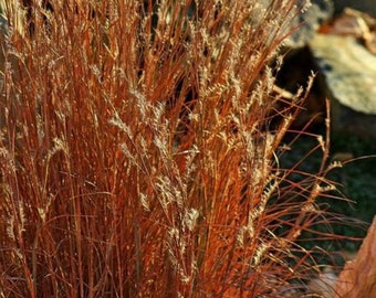 Little Blue Stem Blaze Grass Container in 3.5 inch size