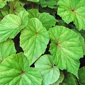 Hardy Begonia Begonia Grandis in a 3.5" Pot