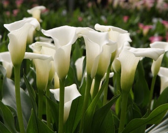 White Calla Lily Plants in 3.5" Pots---You Choose How Many!!!