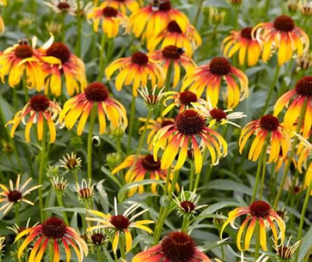 Fiery Meadow Mama Coneflower/ Echinacea in 4 Inch Pots one Plant per