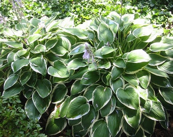 Francee Hosta Bareroot