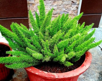 Foxtail fern (Asparagus densiflorus 'Meyersii') Plants in 4" Round Pots--You Choose Amount!!