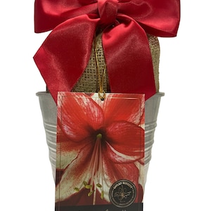 May include: A red and white amaryllis bulb in a burlap sack with a red satin bow. The bulb is labeled "Charisma Amaryllis" and "Daylily Nursery".