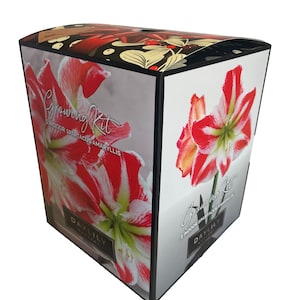 Indoor Amaryllis Kit - Spartacus - Red and White--FREE SHIPPING!!