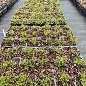Puede incluir: Vista de cerca de varias bandejas de pl&aacute;stico negro llenas de peque&ntilde;as plantas verdes. Las plantas est&aacute;n creciendo en un material marr&oacute;n similar al mantillo.