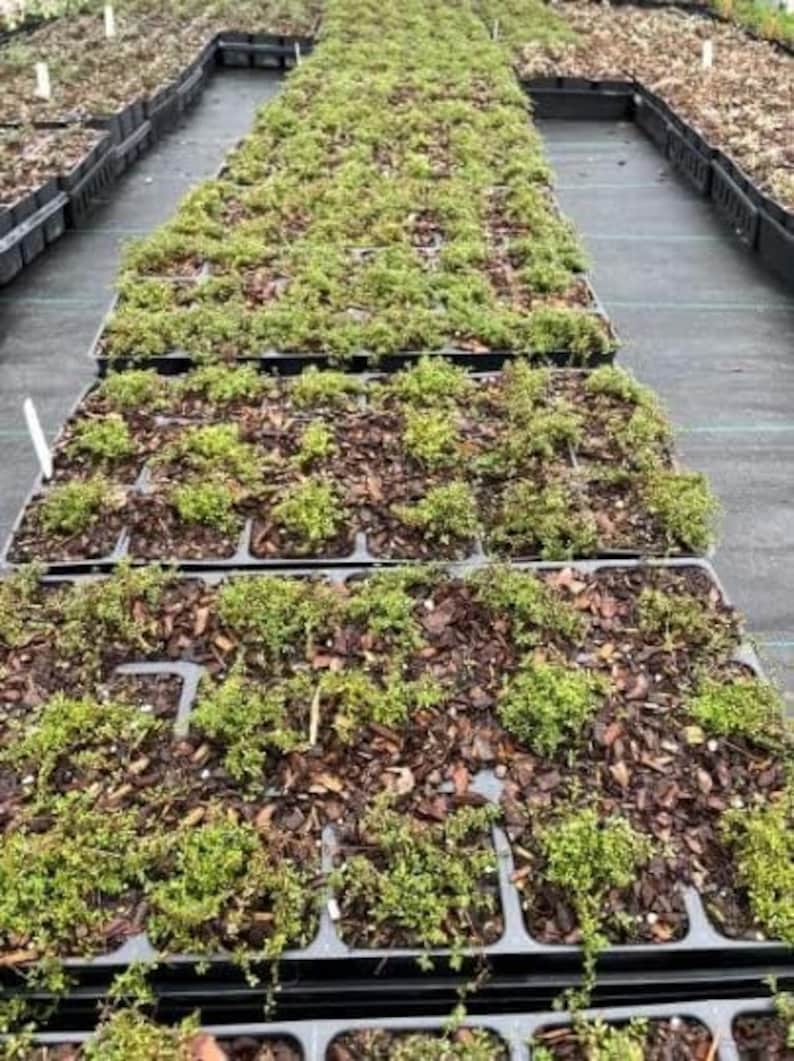 Puede incluir: Vista de cerca de varias bandejas de pl&aacute;stico negro llenas de peque&ntilde;as plantas verdes. Las plantas est&aacute;n creciendo en un material marr&oacute;n similar al mantillo.