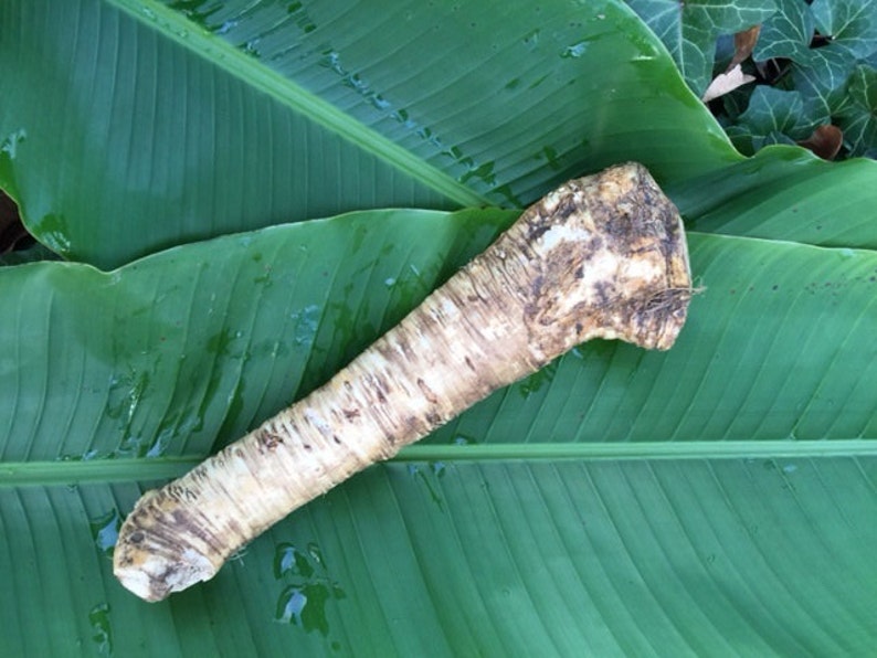 Bareroot Horseradish Root Horseradish For Good Health And Tasty Food Easy To Grow Outdoor Gardening Plants Vadel Com