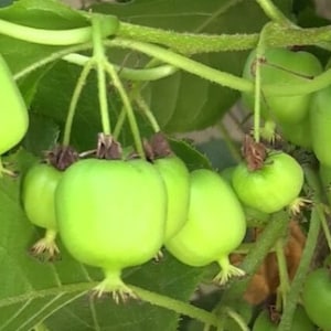 May include: Close-up of a cluster of small, bright green kiwifruit hanging from a vine. The fruits are round with a small stem and a brown, dried flower at the base. The background features green leaves and vines.