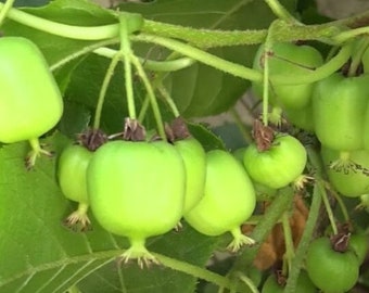 2 Kiwi Plants-Prolific self-pollinating kiwi--all in 4 Inch Cups/ hybrid 2 pots of plants, one plant per pot