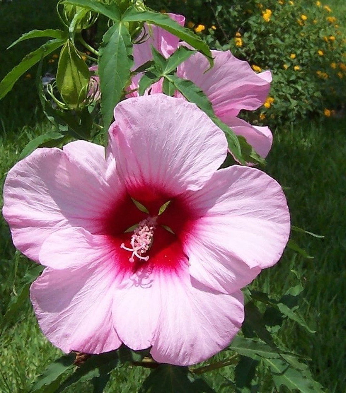 2 Live Plant Cold Hardy Hibiscus 'lady Baltimore' Etsy