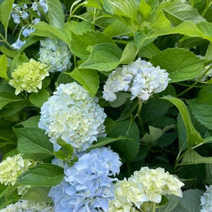 Hydrangea Arborescens Blue 2.25 Inch Starter Plant, this is an End of the Season price on these, get them at a Bargain image 4