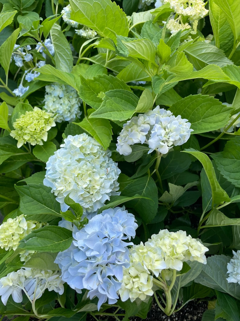 Hydrangea Arborescens Blue 2.25 Inch Starter Plant, this is an End of the Season price on these, get them at a Bargain image 4