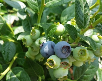 Chandler Blueberry Plants in a 3.5"---Ready For Planting!!!