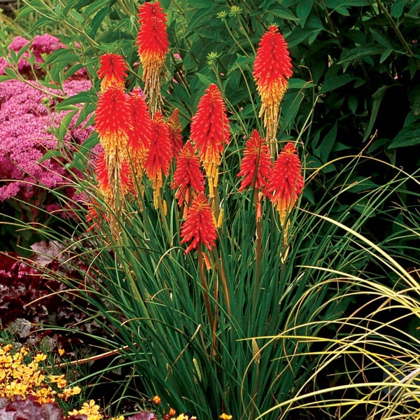 Papaya Popsicle Dwarf Poker/ Torch Lily/ Kniphofia, in 4 inch pots.