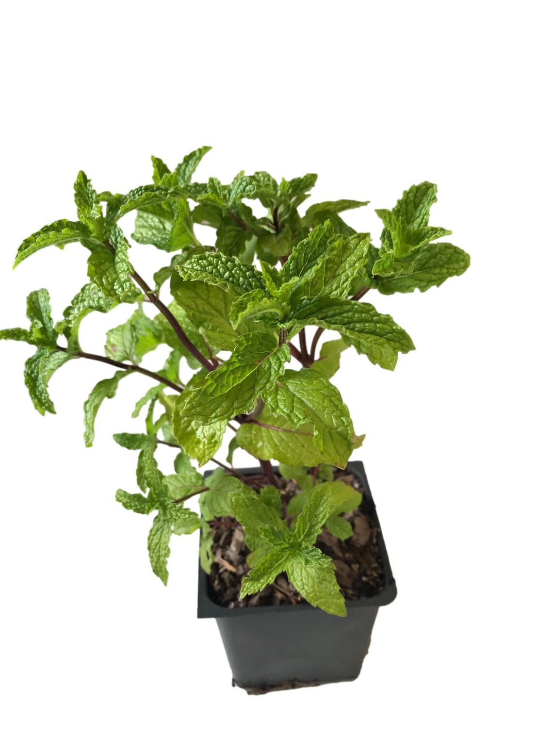 Mojito' Mint Plant Herb Hardy Perennial 4 Pot - Etsy