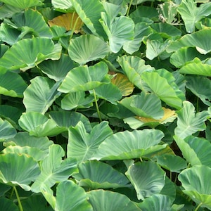 May include: A close-up view of a large patch of green taro leaves. The leaves are large and have a distinctive heart shape.