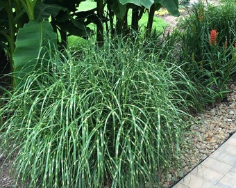Dwarf Zebra Grass, Ornamental  Grass Miscanthus sinensis in 3.5 inch container, you choose amount! Great Starter plants!