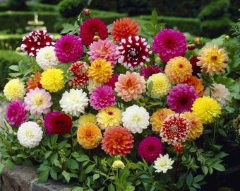 10 Mixed Dinnerplate Dahlia Bareroot Bulbs-end of Season Clearance!