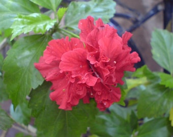 Tropical Hibiscus 'Double Red' in a 4" Pot. Starter Plant