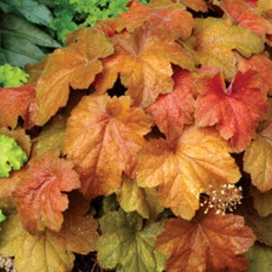 2 Southern Comfort Heuchera/ Coral Bells Trade 4 inch size