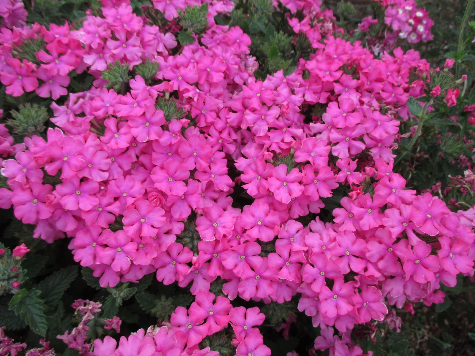 Deer Resistant Verbena