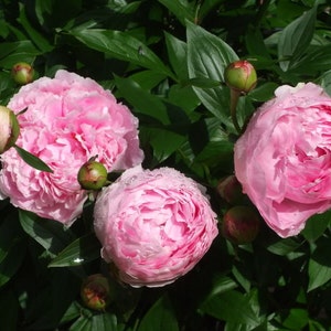 Sarah Bernhardt Bareroot Peony, 2-3 Eye, Great for Fall or Spring Planting Free Shipping image 3