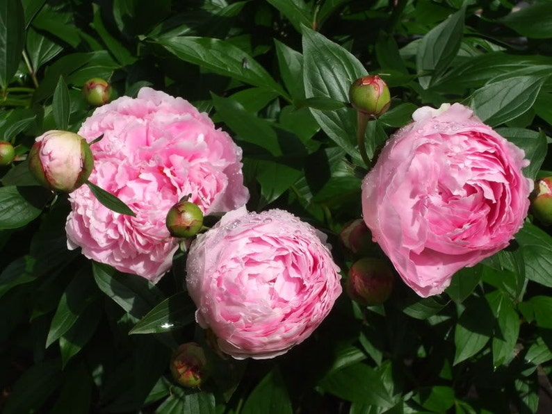 Sarah Bernhardt Bareroot Peony, 2-3 Eye, Great for Fall or Spring Planting Free Shipping image 3