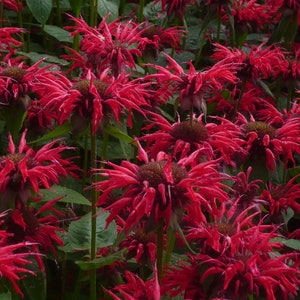 May include: A close-up of a field of vibrant red bergamot flowers in full bloom. The flowers have a spiky, feathery appearance and are arranged in a dense cluster.