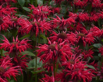 Bee Balm Gardenview Scarlet Monarda Plants in Separate 4 inch containers- Daylily Nursery…one plant per pot, you choose amount!