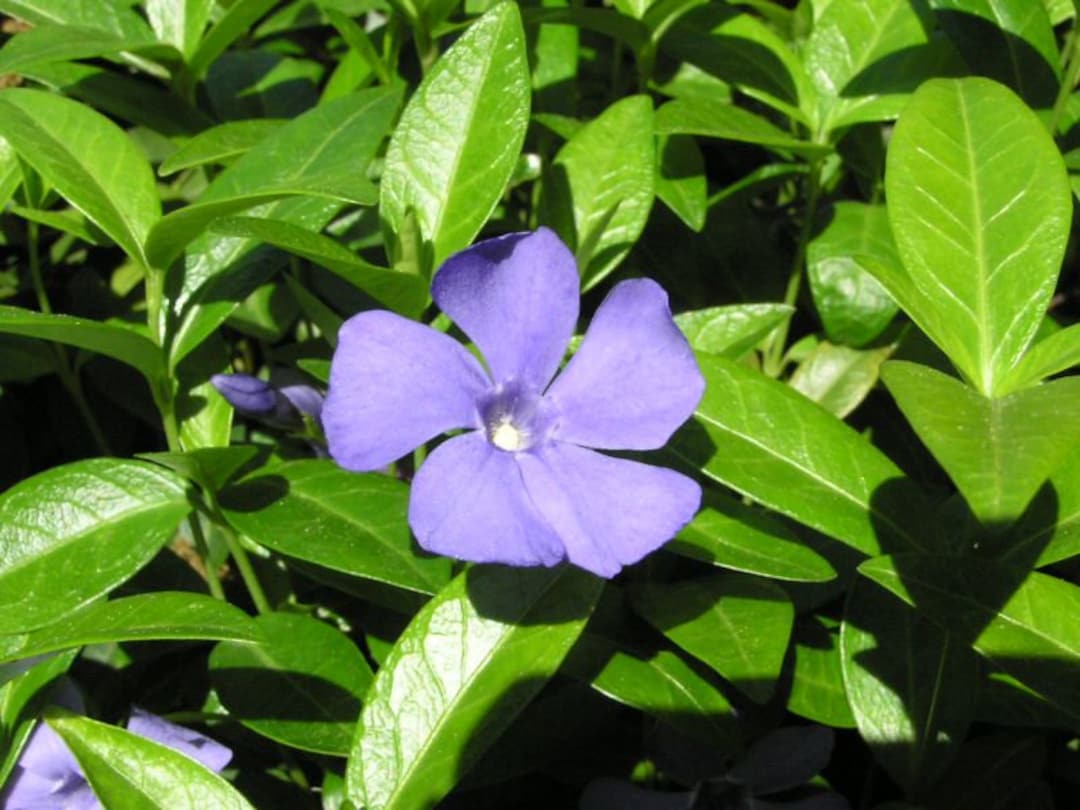 Vinca Plants Periwinkle/vinca Hardy Groundcover in 4 Inch Etsy