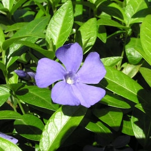 May include: A single purple flower with five petals blooms among green leaves. The flower has a white center with yellow pollen.