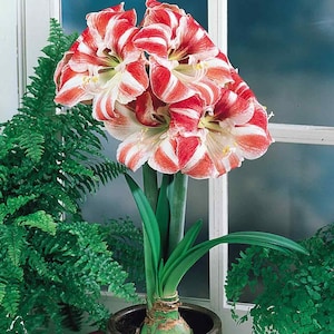 Clown Amaryllis Bulb, Healthy bulb!. Great for Winter Forcing! Wonderful and unique gift!