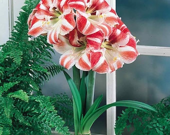 Clown Amaryllis Bulb, Healthy bulb!. Great for Winter Forcing! Wonderful and unique gift!