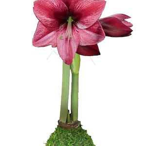 Moss Covered Revelation Waxed Amaryllis Bulb  size 34/36.  Free Shipping, and unique gift! Botanical Collection!